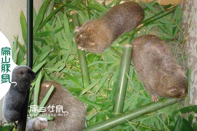 舟山養殖竹鼠種苗基地 浙江商品冰凍現殺 活體價格490元/組