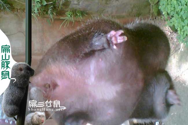 浙江金華竹鼠種苗批發