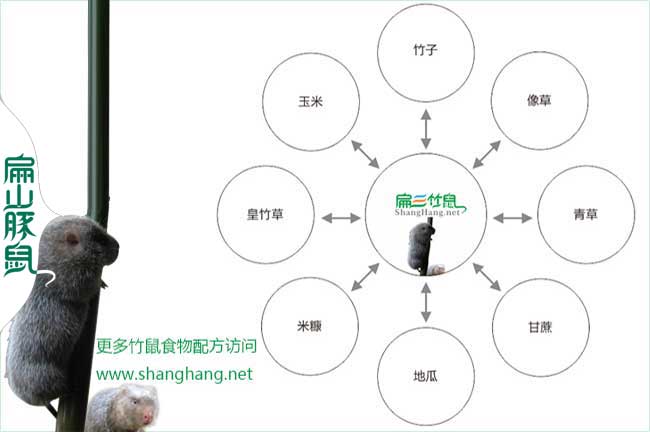 竹鼠食物链