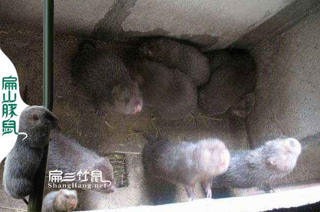 義烏花（huā）兔竹（zhú）鼠