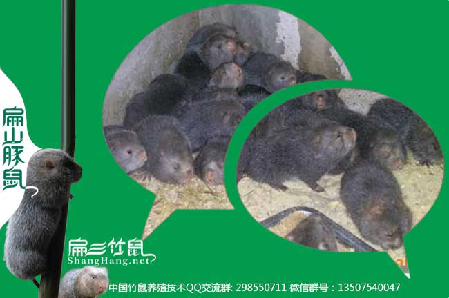 桂林竹鼠養殖微（wēi）信群
