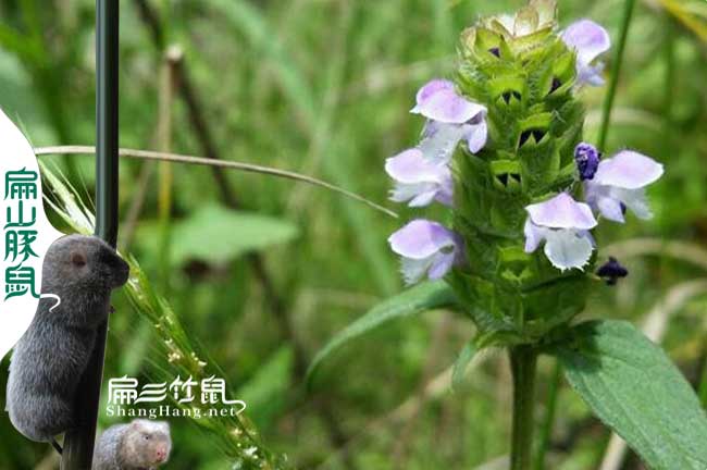福建竹（zhú）鼠（shǔ）吃夏枯草