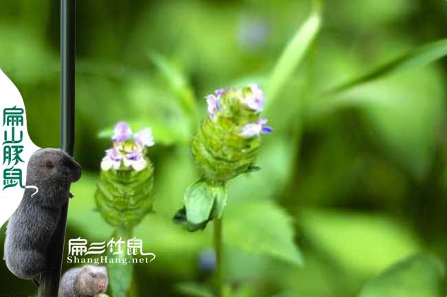 竹鼠腸炎夏枯草治療方法