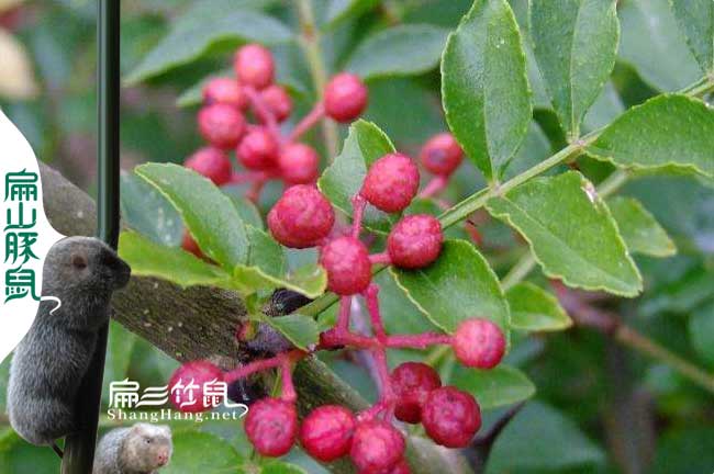 竹鼠吃野花椒