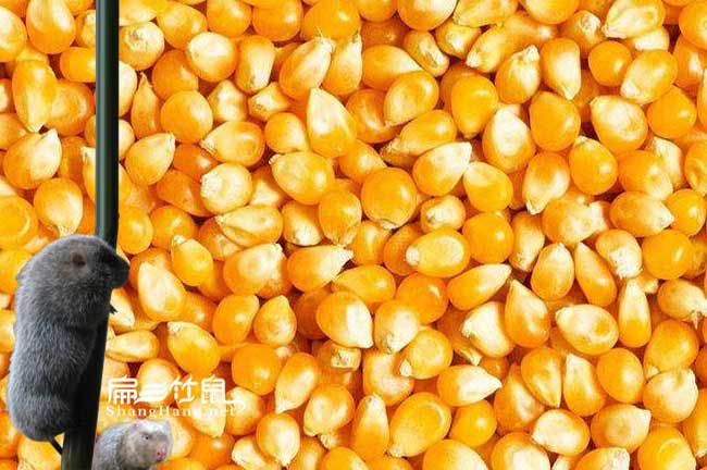 竹鼠吃玉米粒（lì）