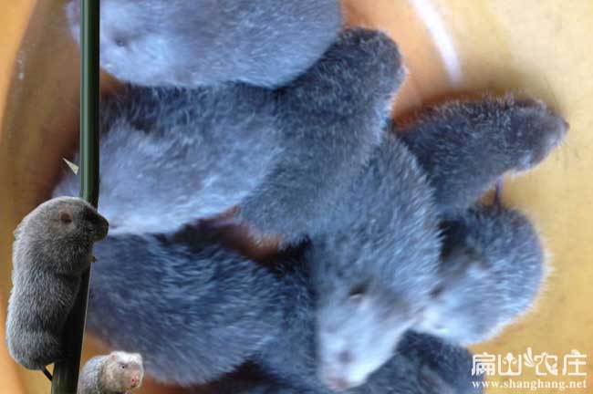 福建（jiàn）竹鼠種苗批（pī）發