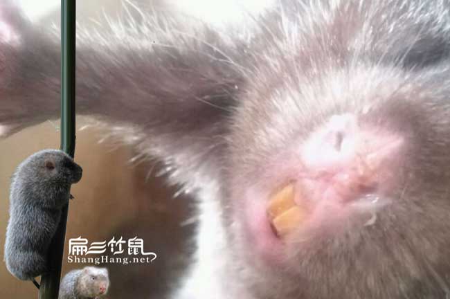 花垣竹鼠多少錢一隻