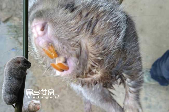 竹鼠口（kǒu）腔（qiāng）炎（yán）