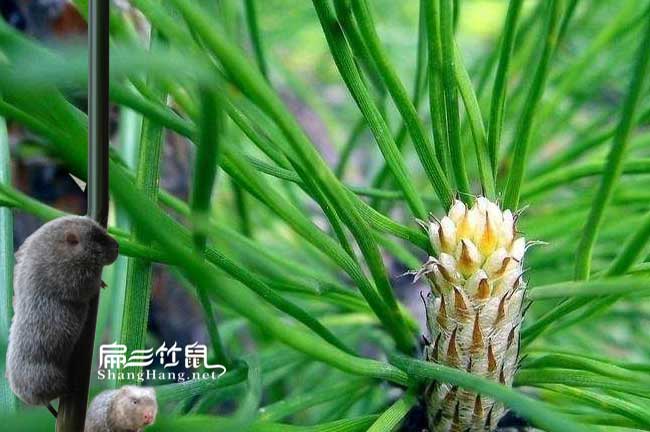 福建竹鼠養殖技術群