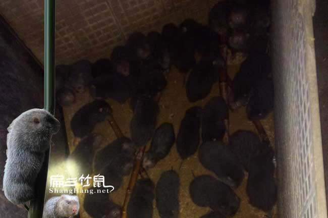 昆明竹鼠養殖基地