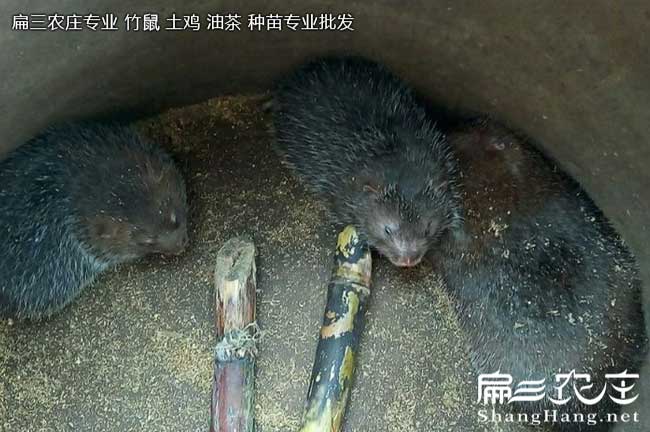 佛山竹鼠（shǔ）種苗批發