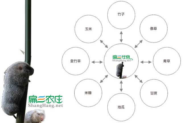 竹鼠食（shí）物