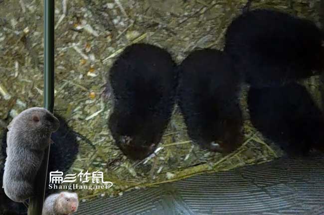 福貢竹鼠種苗批（pī）發