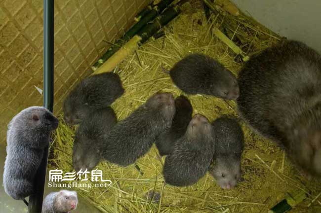 陝西竹鼠養殖基地（dì） 賣種苗1斤左右 竹鼠（shǔ）寄生蟲疾病的治（zhì）療方法