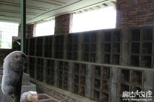惠（huì）州竹（zhú）鼠養（yǎng）殖基地