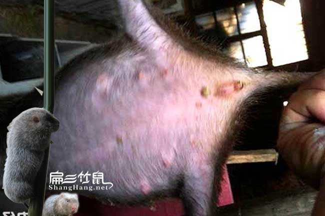 竹鼠病胃脹氣和胃(wèi)積食(shí)治療 竹鼠病胃脹氣和胃積食治療