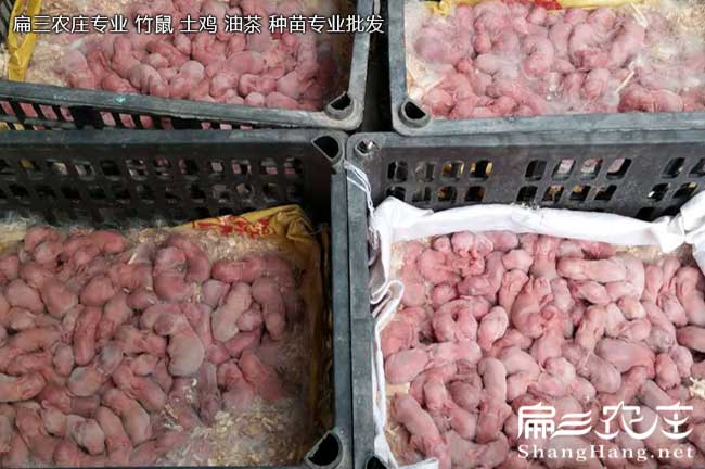巴中竹鼠种苗批（pī）发