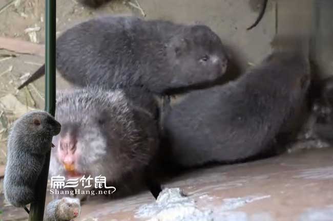 竹鼠媽（mā）咪愛+生（shēng）理鹽水+葡萄糖