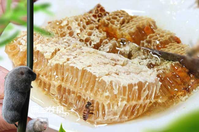 寧蜜蜂養殖