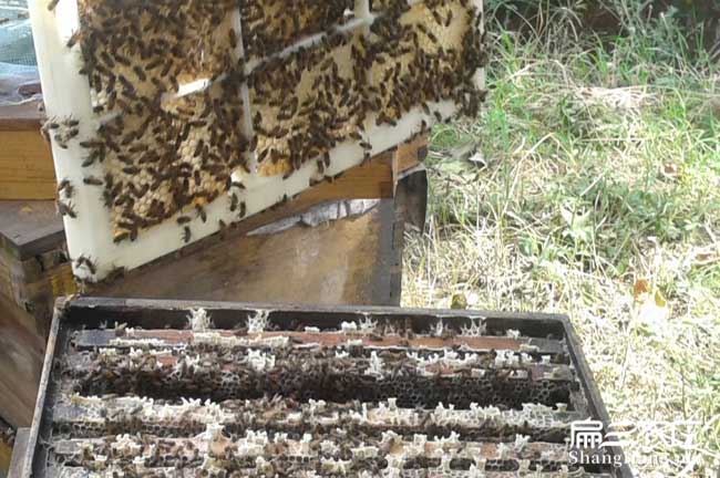 福建蜂群批發（fā）