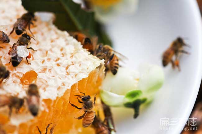 重慶蜂蜜批發