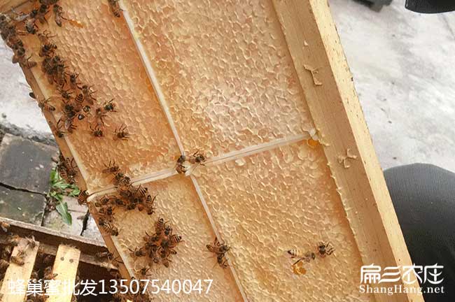 湖南蜂（fēng）群批發