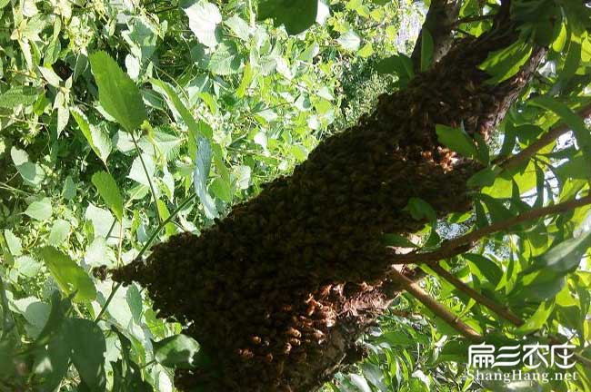 湘潭蜂群批發 湘潭蜂群批發