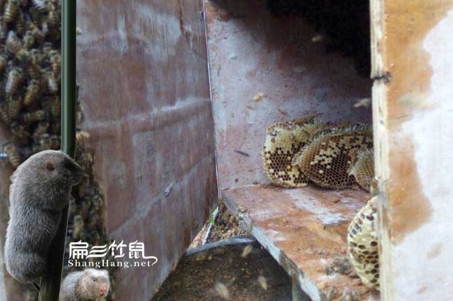 四川(chuān)蜜蜂養殖技術培訓(xùn) 四川蜜蜂養殖技(jì)術培訓