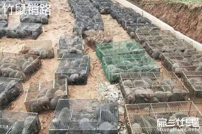 竹（zhú）鼠養殖設備