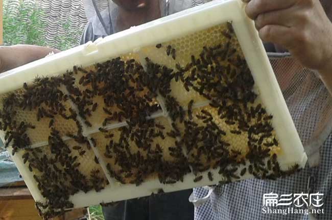 賀州蜂巢蜜批發 賀州(zhōu)蜂巢蜜(mì)批發