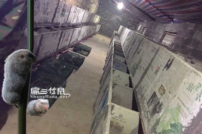 肇（zhào）庆竹鼠养殖基地