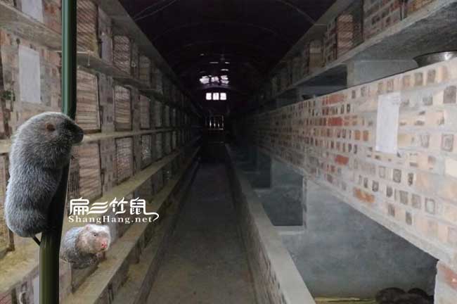 恭城竹鼠養殖