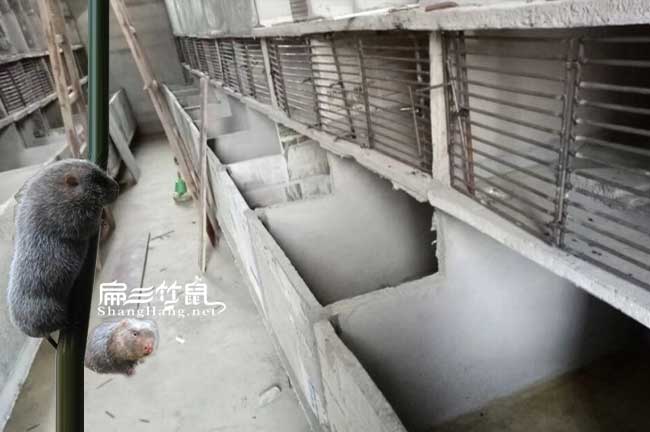 海寧竹鼠種苗批發