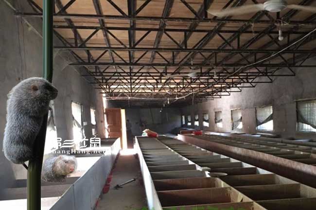 寧德大（dà）型竹鼠養殖基地
