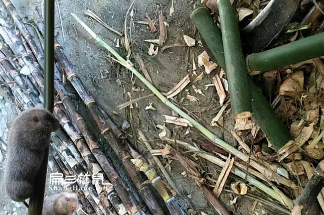 重慶竹鼠種苗多少錢（qián）一對
