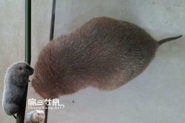重慶竹鼠養殖