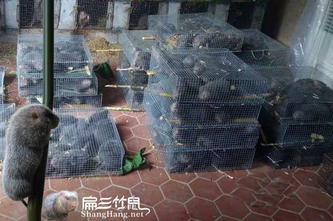 恭城（chéng）竹鼠價格