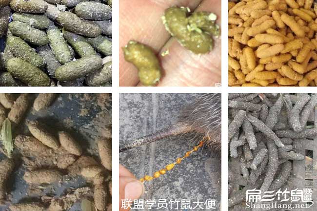 寧德竹鼠大便