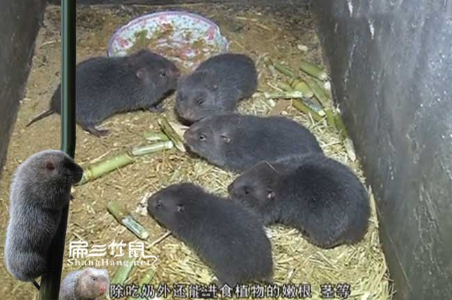 廣東竹（zhú）鼠便宜（yí）