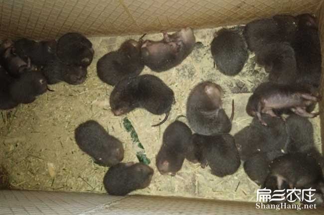 福（fú）建小竹鼠養殖場