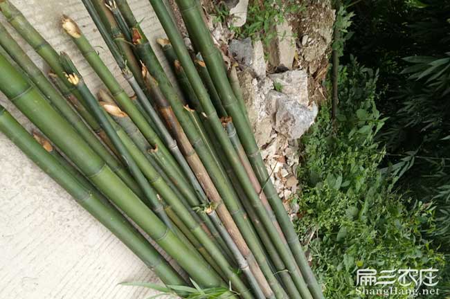 深圳（zhèn）竹鼠交易