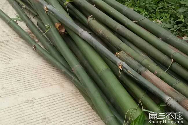 廣州竹鼠專業合作社