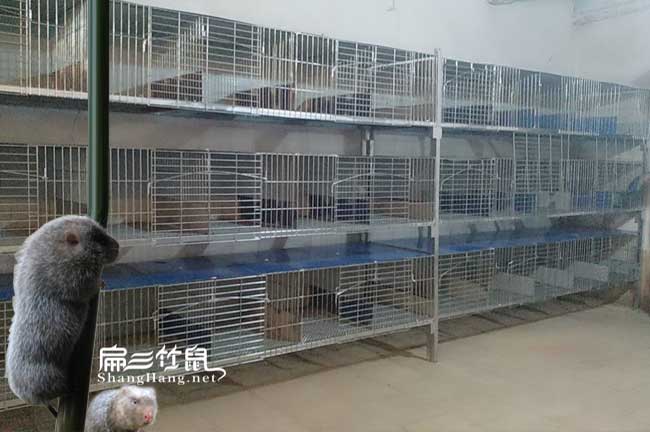 迪慶竹鼠養殖合作社