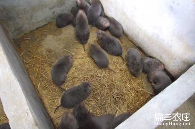 竹鼠產業鏈接：2024-2030生加工烤竹鼠肉冰凍白條批發價格好