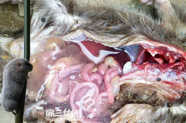 息烽竹鼠養（yǎng）殖技術