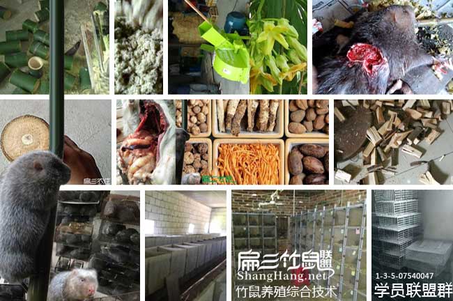 竹鼠（shǔ）聯盟技術