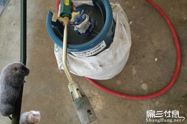 懷化竹鼠技術（shù）