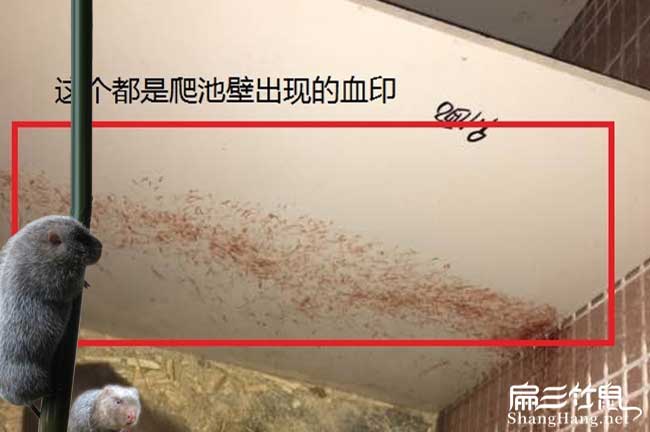 贛州竹鼠種苗批發（fā）