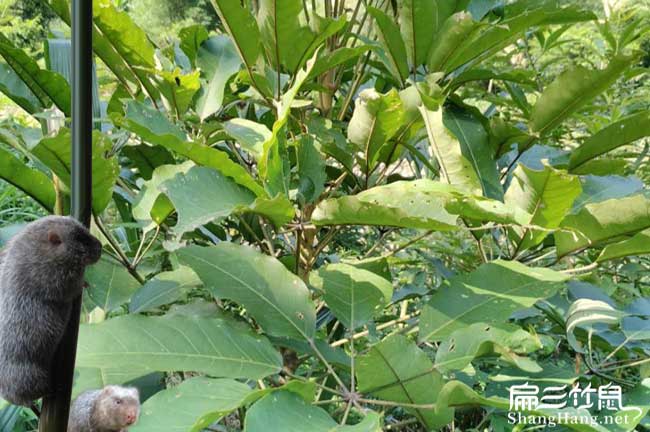 广东鸭脚木种植（zhí）