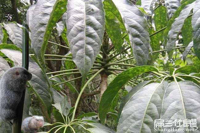 廣東清遠（yuǎn）竹鼠批發